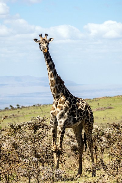 TZA ARU Ngorongoro 2016DEC23 065